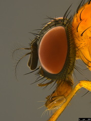 Helinomydaea flavofusca