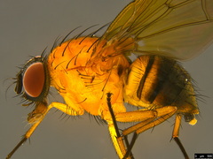 Helinomydaea flavofusca