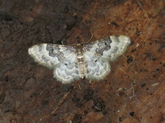 Idaea rusticata