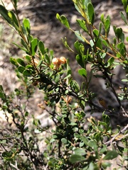 Dodonaea bursariifolia
