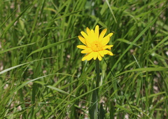 Senecio doronicum