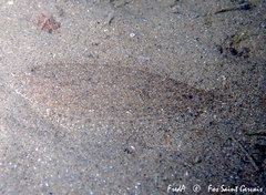 Arnoglossus