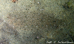 Arnoglossus