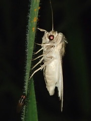 Leucania stenographa