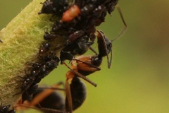 Camponotus renggeri