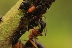 Camponotus renggeri