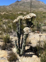 Syncarpha milleflora