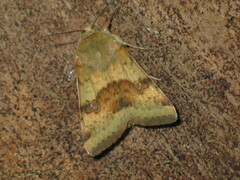 Heliothis viriplaca