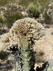 Syncarpha milleflora