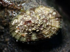 Diodora graeca