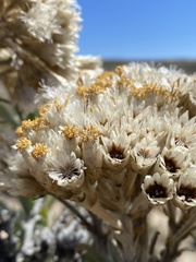 Syncarpha milleflora