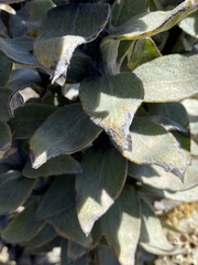 Syncarpha milleflora