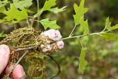 Callirhytis quercusoperator