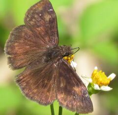 Erynnis zarucco