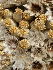 Syncarpha milleflora