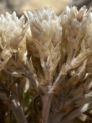 Syncarpha milleflora