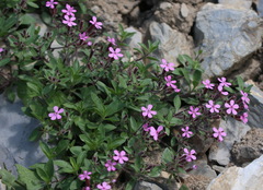 Saponaria ocymoides