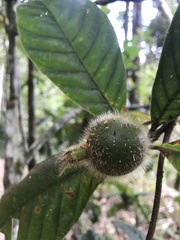 Duroia hirsuta