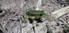Pelophylax plancyi