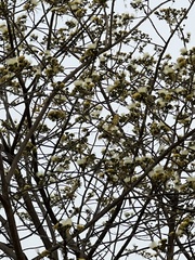 Pseudosamanea guachapele