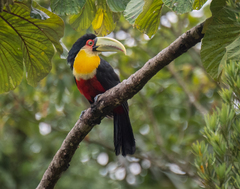 Ramphastos dicolorus