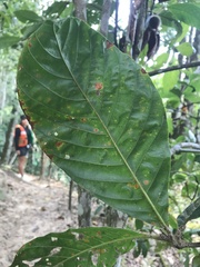 Duroia hirsuta