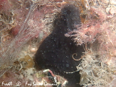 Phallusia fumigata