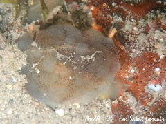 Phallusia mammillata