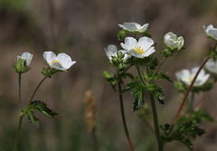 Drymocallis rupestris