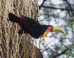 Ramphastos dicolorus