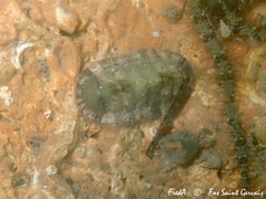 Rhyssoplax olivacea
