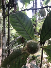 Duroia hirsuta