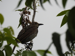 Sericulus chrysocephalus