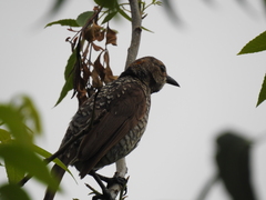 Sericulus chrysocephalus