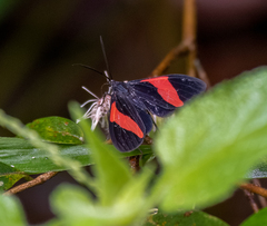 Callopepla emarginata
