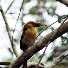 Pteroglossus bailloni