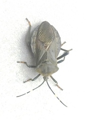 Pachylis laticornis