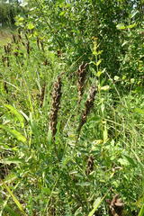 Astragalus uliginosus