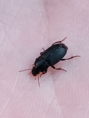 Harpalina
