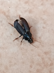 Harpalina