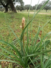 Asphodelus ramosus