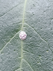 Ceroplastes rusci