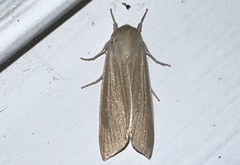 Acronicta insularis