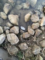 Uniomerus tetralasmus