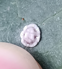 Ceroplastes rusci
