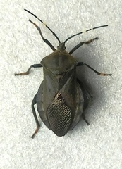 Pachylis laticornis