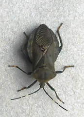 Pachylis laticornis
