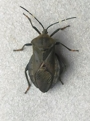 Pachylis laticornis
