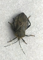 Pachylis laticornis