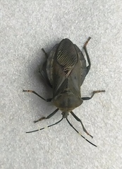Pachylis laticornis